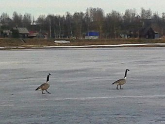 Фото пресс-службы Кенозерского национального парка. Фото пресс-службы Кенозерского национального парка.